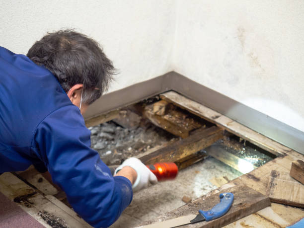 Best DIY Mold Remediation Support Services in Golden Shores, AZ