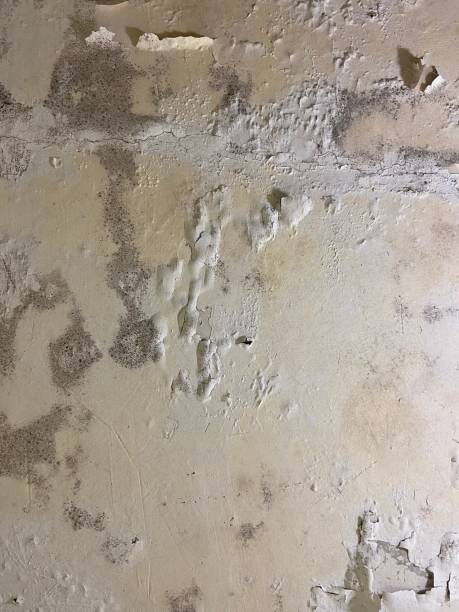 Best Mold Remediation for Specific Building Types in Golden Shores, AZ